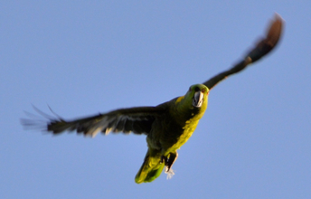 Yellow-Naped Amazon takes flight