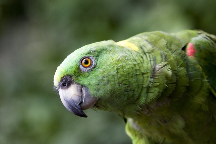 Yellow Naped Parrot