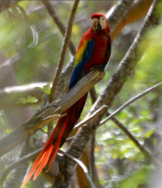 Scarlet macaw (from Instagram)