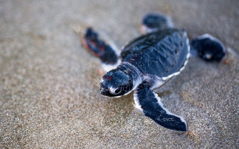 Look - a baby sea turtle!
