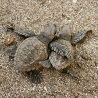 Hugging baby sea turtles (also on Instagram)