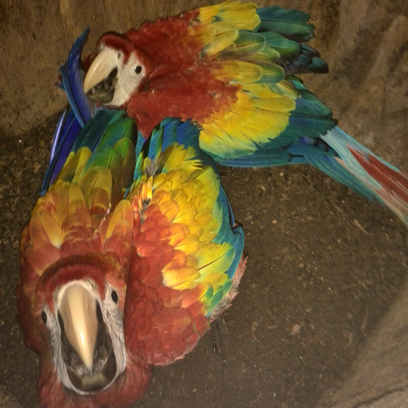 Two excited cyanoptera macaw fledglings inside their nest