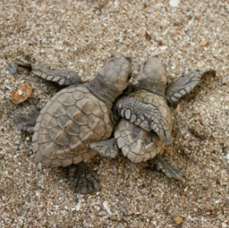 Hugging baby sea turtles