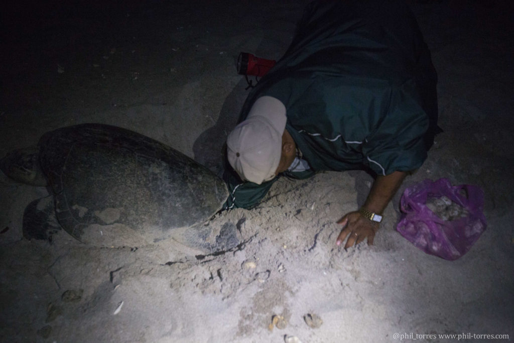 Man collects turtle eggs, photo by Phil Torres