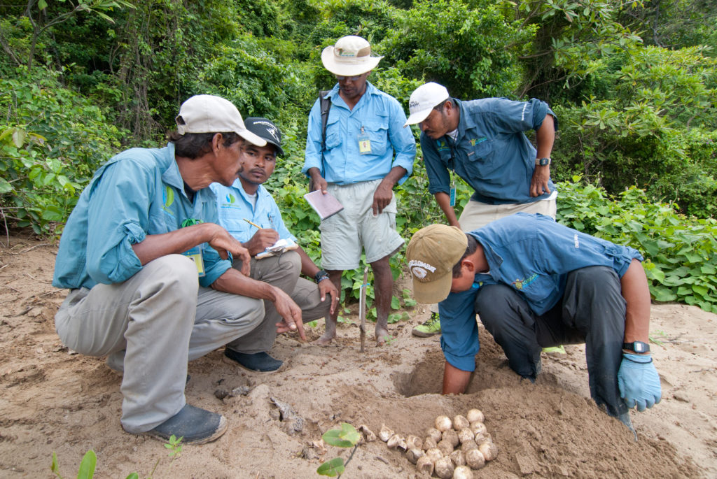 Rangers with a turtle nest