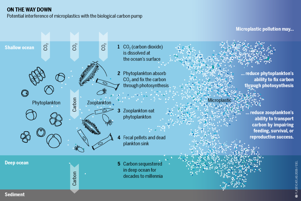 On the Way Down: Potential interference of microplastics with the biological carbon pump. Microplastic pollution may reduce phytoplankton’s ability to fix carbon through photosynthesis, reduce zooplankton’s ability to transport carbon by impairing feeding, survival, or reproductive success. Shallow ocean: 1) CO2 (carbon dioxide) is dissolved at the ocean’s surface. 2) Phytoplankton absorb CO2 and fix the carbon through photosynthesis. 3) Zooplankton eat phytoplankton. 4) Fecal pellets and dead plankton sink. Deep ocean: 5) Carbon sequestered in deep ocean for decades to millennia. Sediment.
