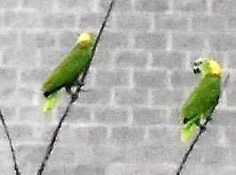 2 Amazonas de nuca amarilla encaramadas contra un muro de piedra gris. Foto de Carlos Jenkins.