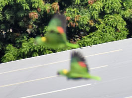 Dos loros amazónicos de nuca amarilla vuelan sobre un techo con follaje en el fondo. Foto de Carlos Jenkins.