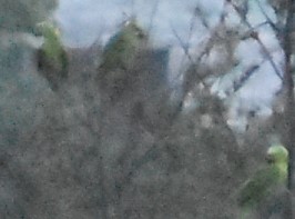 Luz baja - 3 loros amazónicos de nuca amarilla encaramados, foto de Carlos Jenkins