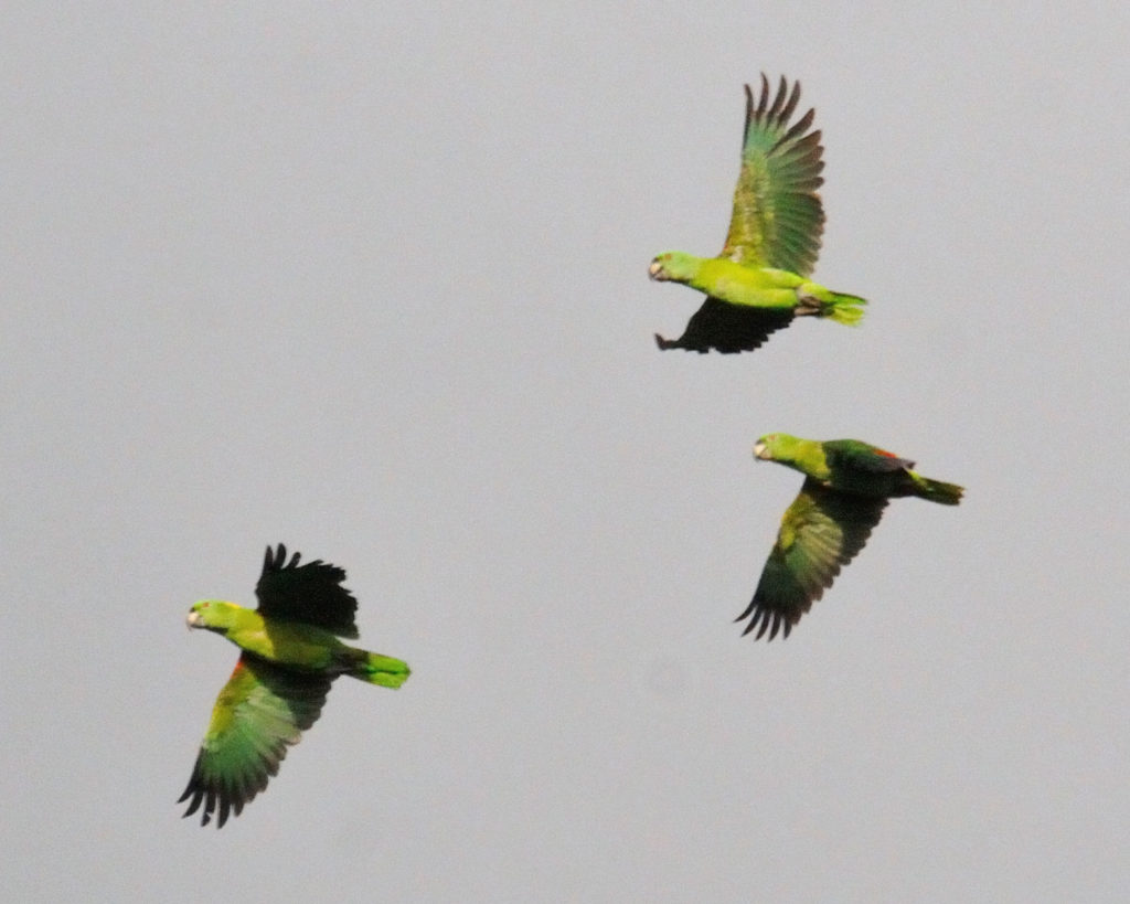 3 yellow-naped amazon parrots in flight. Photo by Orlando Jarquin.