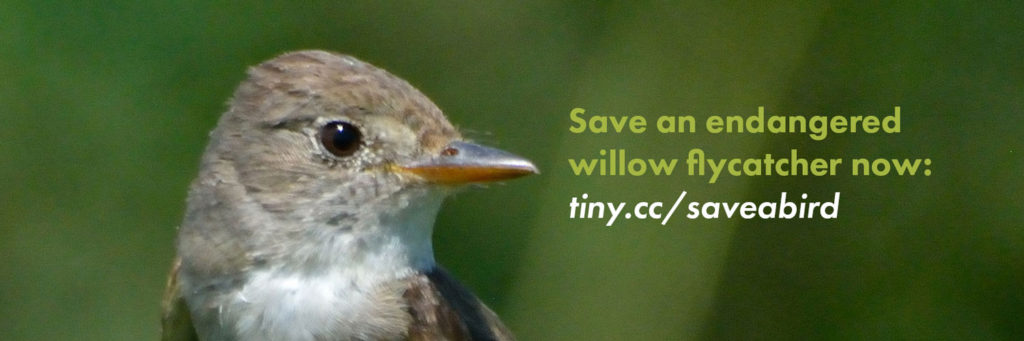 Save an endangered willow flycatcher now!