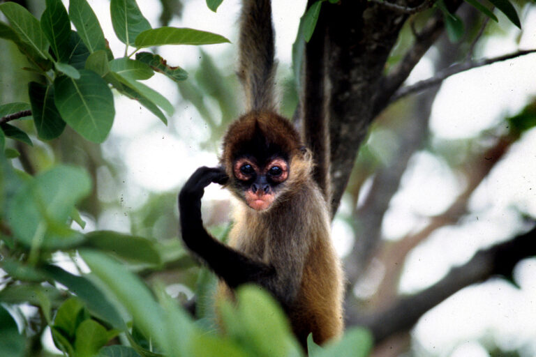 Black Handed Spider Monkeys Central Americas Endangered Primates