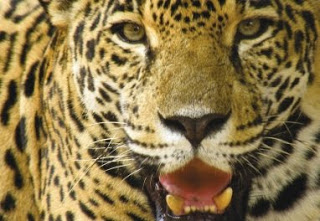 Validating the Presence of Jaguars and Pumas
