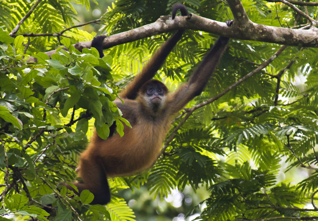 Black-handed Spider Monkey