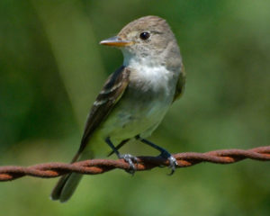 Willow Flycatcher