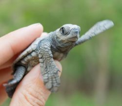 Las cometas representaban a las hermosas aves migratorias que vuelan largas distancias para llegar a Centroamérica durante el invierno. Playa La Flor, Nicaragua. © Hal Brindley .com