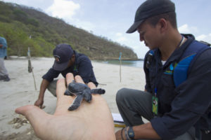 Paso Pacífico guardabosques con una cría de tortugas de mar verde cerca de Ostional, Nicaragua. © Hal Brindley .com