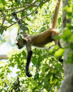 monos araña negro-handed