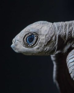 Tortuga de mar del bebé (Foto por Phil Torres)