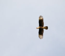 Foto de Vincent Romera