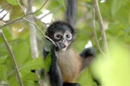 Spider Finger Baby Monkey