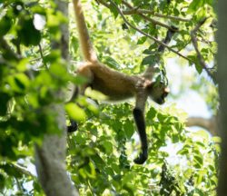 Mono araña de manos negras. Foto por Phil Torres.