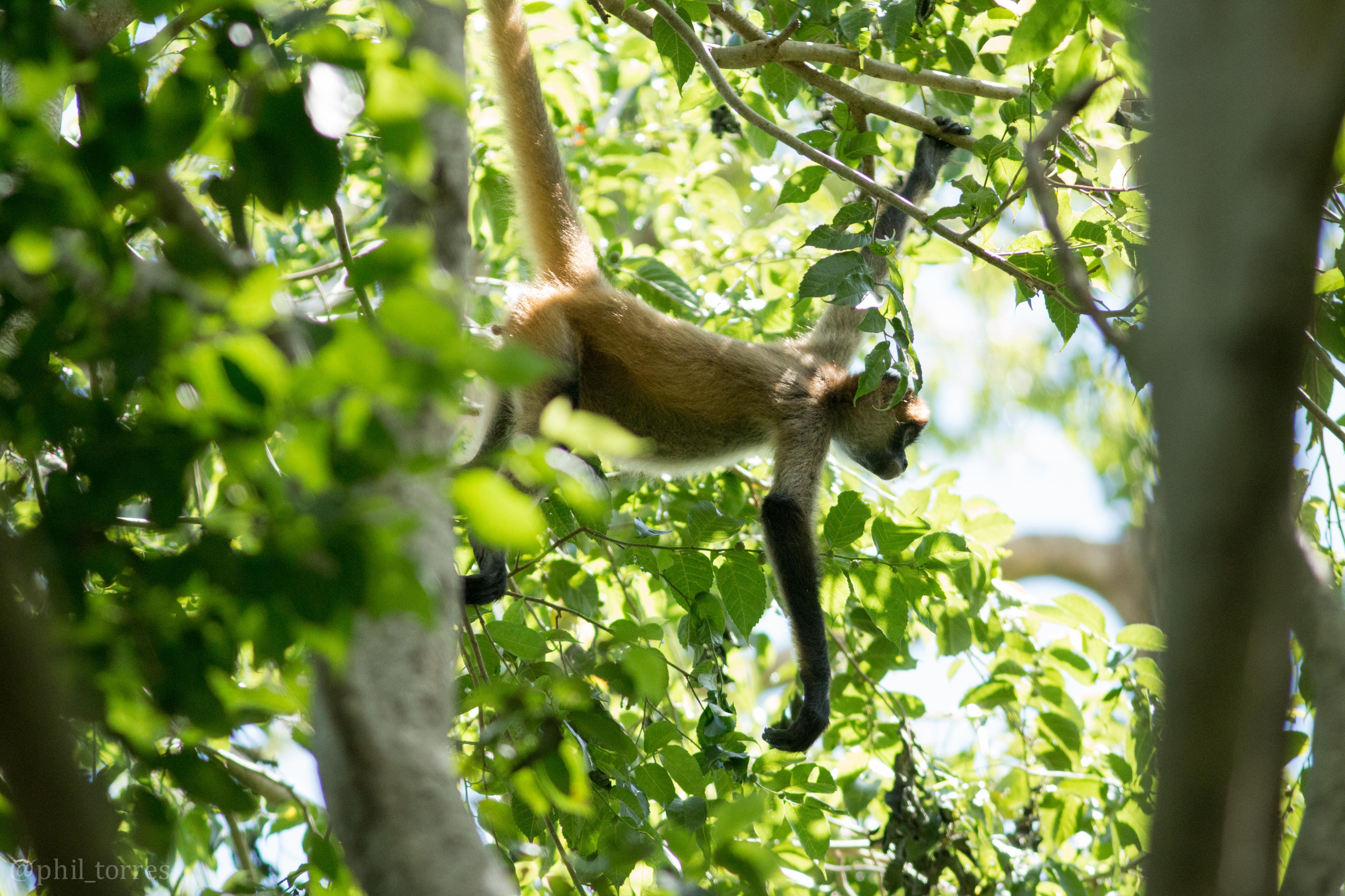 Mono araña de manos negras. Foto por Phil Torres.
