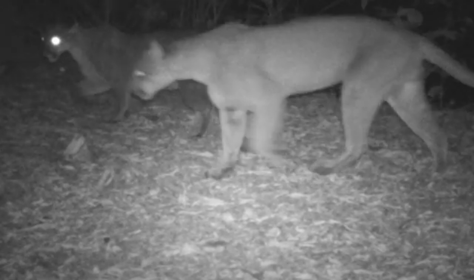 Dos pumas pasean frente a una cámara trampa en el Paso del Istmo, Nicaragua, en Enero 2020.