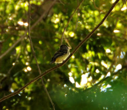 Willow flycatcher, photo by Oswaldo Saballos