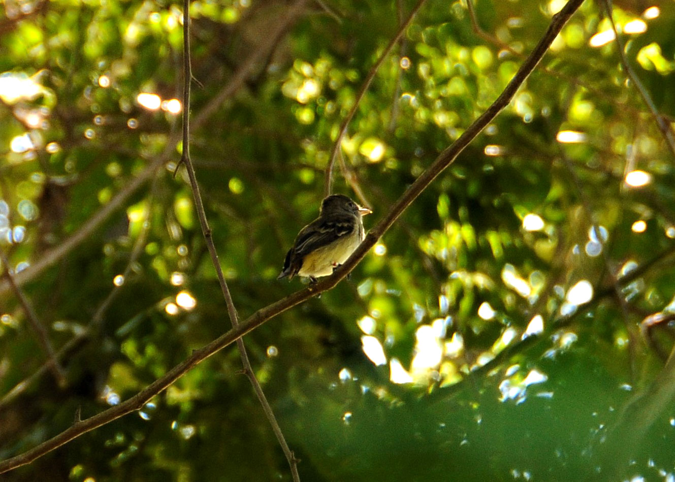 Papamoscas de sauce, foto de Oswaldo Saballos