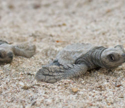 Olive Ridley sea turtle hatchlings at Refugio Vida Silvestre La Flor. Playa La Flor, Nicaragua. © Hal Brindley .com