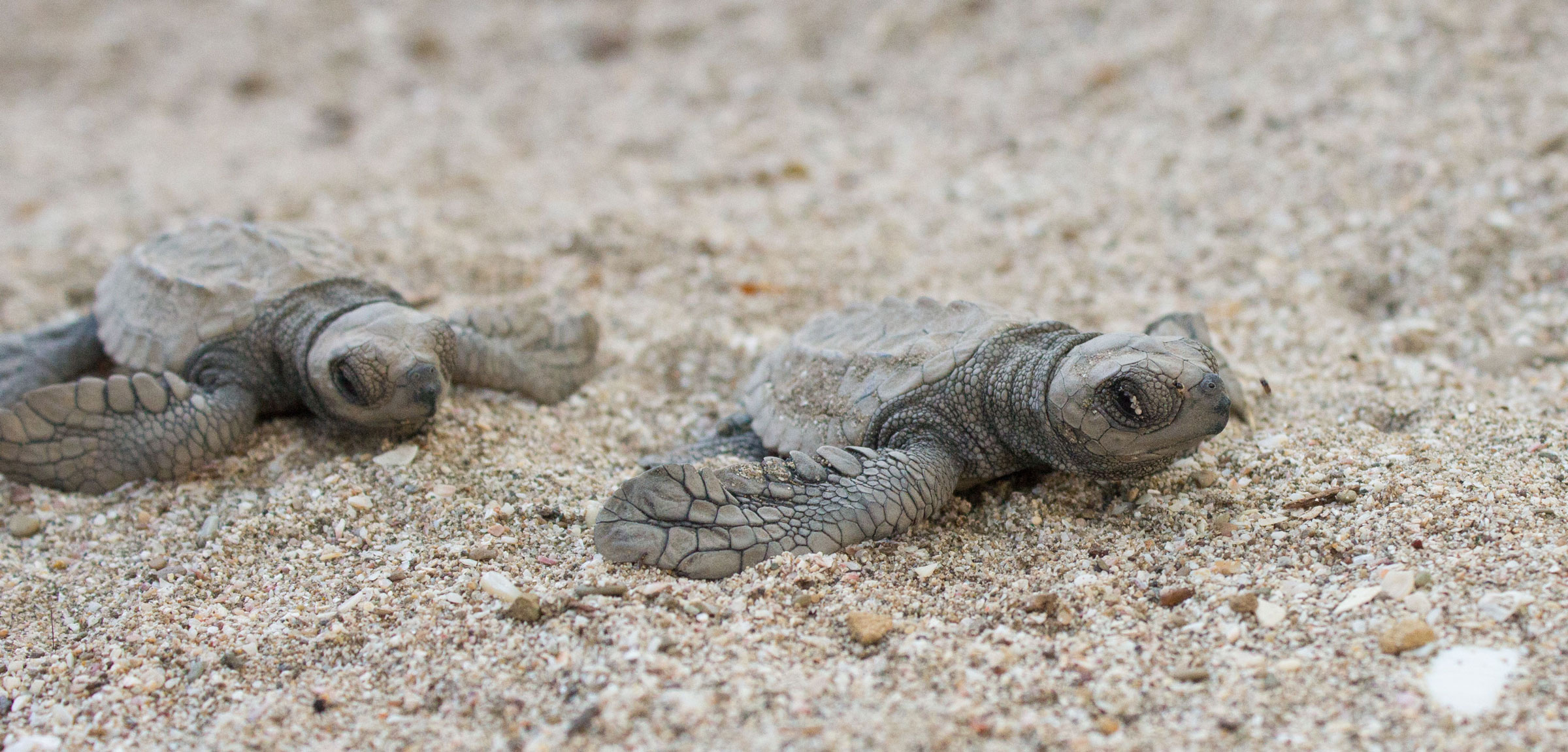 Las cometas representaban a las hermosas aves migratorias que vuelan largas distancias para llegar a Centroamérica durante el invierno. Playa La Flor, Nicaragua. © Hal Brindley .com