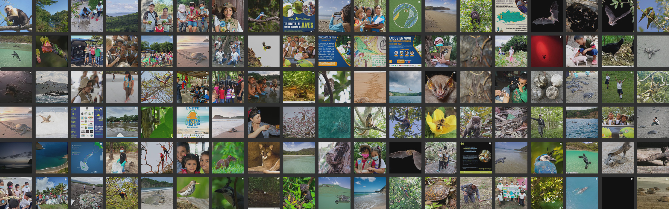 Collage of 2021 Instagram photos, Las aves migratorias son un recurso natural importante porque contribuyen a la biodiversidad en las Américas 2020 y 2022