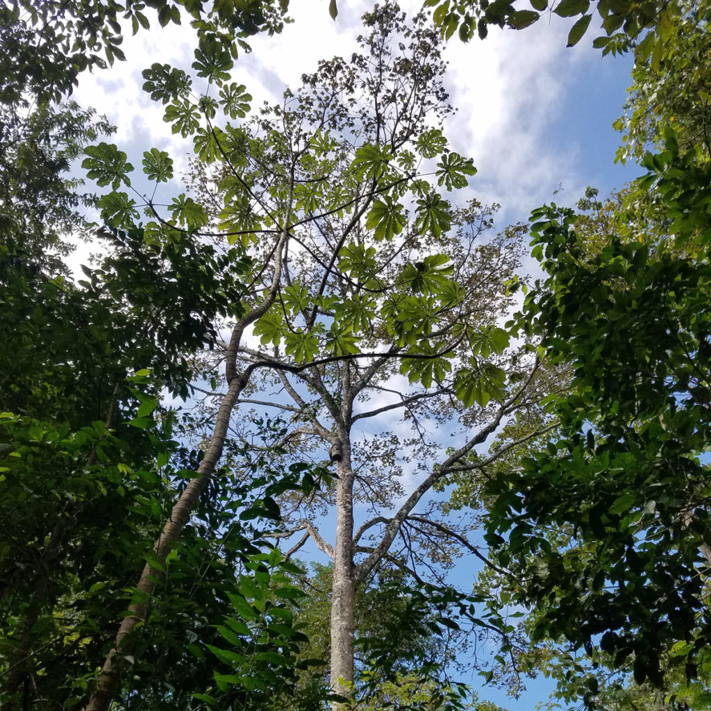 Este árbol muy alto tiene un nido de amazona artificial proporcionado por Paso Pacifico. A los loros les encanta!