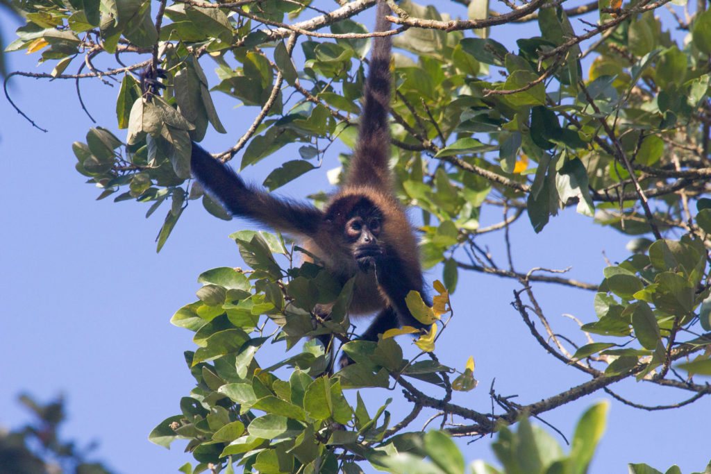 Black-Handed Spider Monkeys: Central America's Endangered Primates