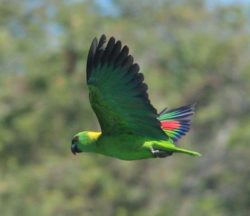 Loro volador de nuca amarilla amazónica. Foto de Néstor Herrera.
