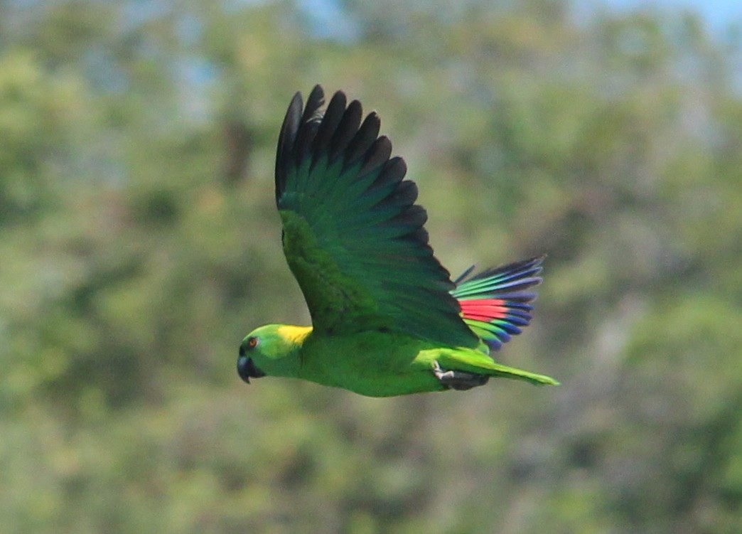 Loro volador de nuca amarilla amazónica. Foto de Néstor Herrera.