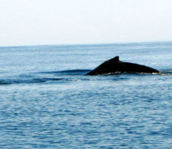 Ballena jorobada en Los Cóbanos, El Salvador. CC BY-NC-SA 2.0, publicado por el usuario de Flickr zambomba.