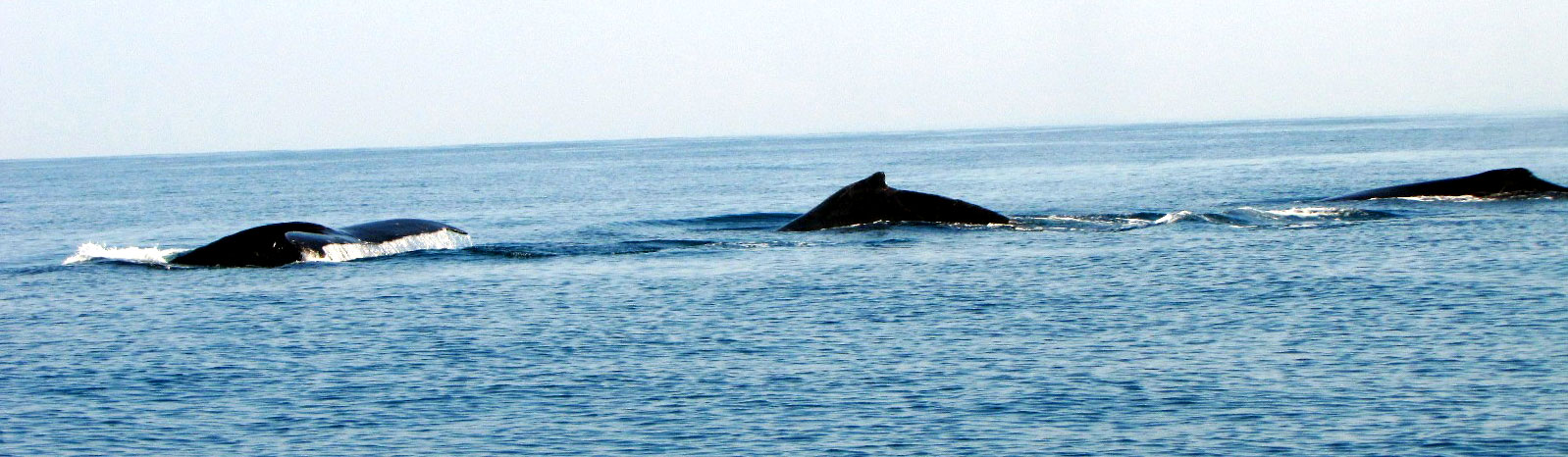 Humpback whale in Los Cobanos, El Salvador. CC BY-NC-SA 2.0, posted by Flickr user zambomba.