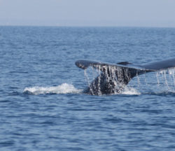 Fotografía de Daniel Boyano S. Cola de ballena jorobada en Los Cóbanos, El Salvador. CC BY-NC-SA 2.0, publicado por el usuario de Flickr zambomba.