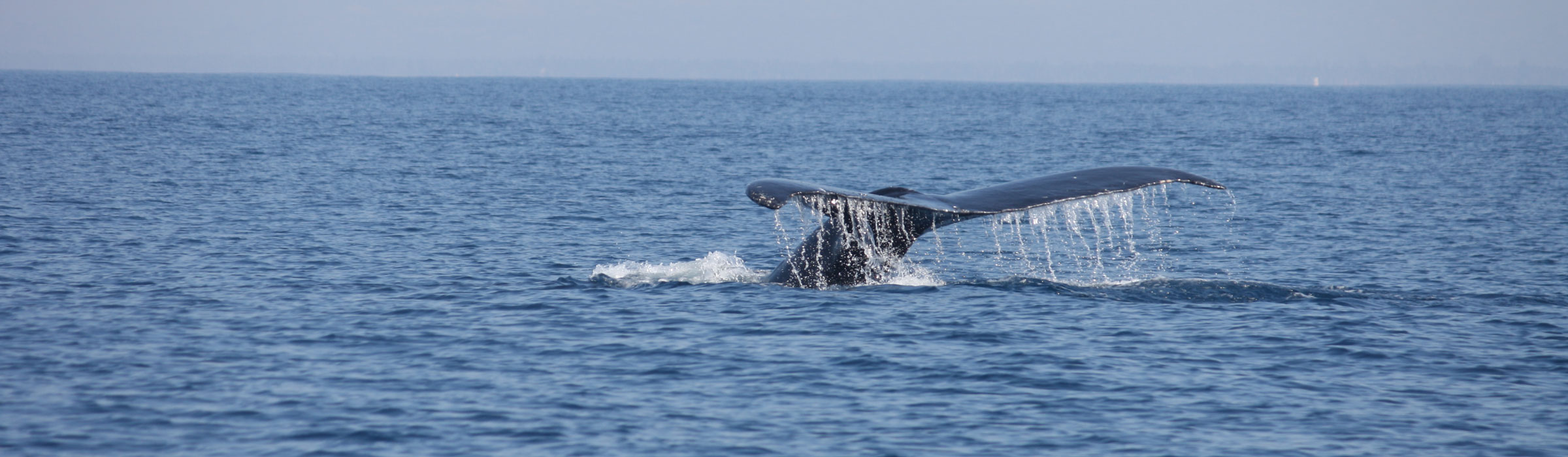 Fotografía de Daniel Boyano S. Humpback whale tail in Los Cobanos, El Salvador. CC BY-NC-SA 2.0, posted by Flickr user zambomba.