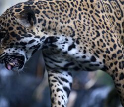 CC BY-SA 2.0 DEED Jaguar sombreado con la boca abierta. https://www.flickr.com/photos/cuatrok77/10977294286/