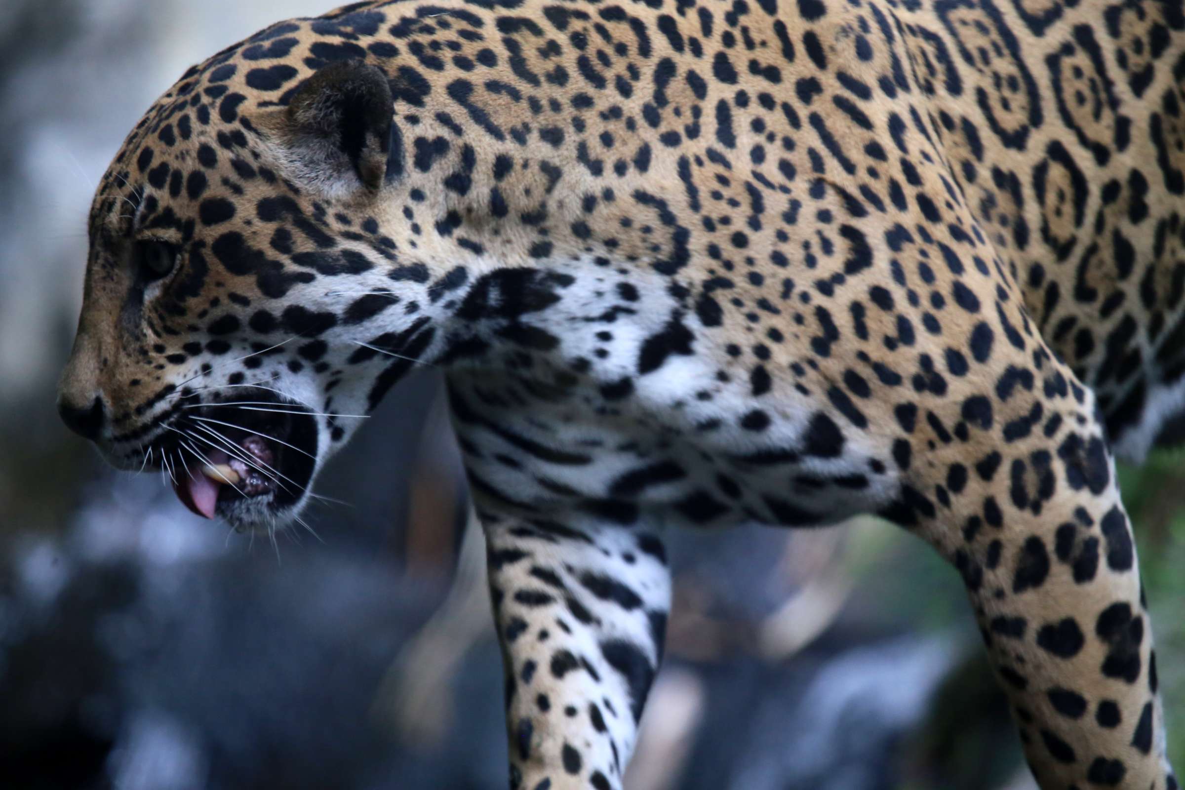 CC BY-SA 2.0 DEED Jaguar sombreado con la boca abierta. https://www.flickr.com/photos/cuatrok77/10977294286/