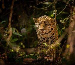 estan-los-jaguares-en-peligro-condición-actual