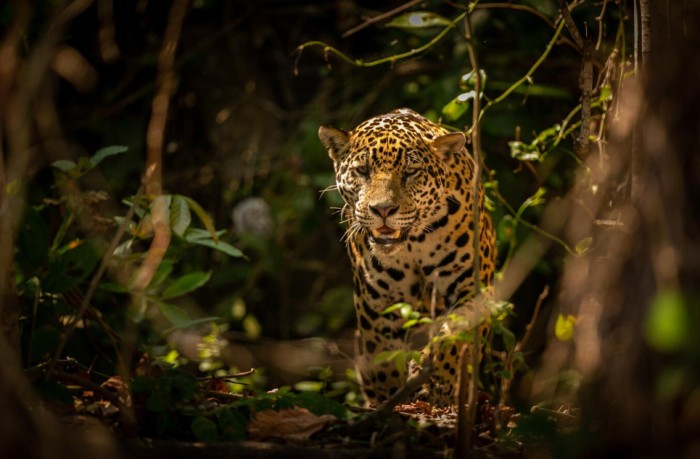 estan-los-jaguares-en-peligro-condición-actual