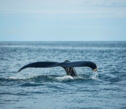 datos-sobre-las-ballenas-jorobadas