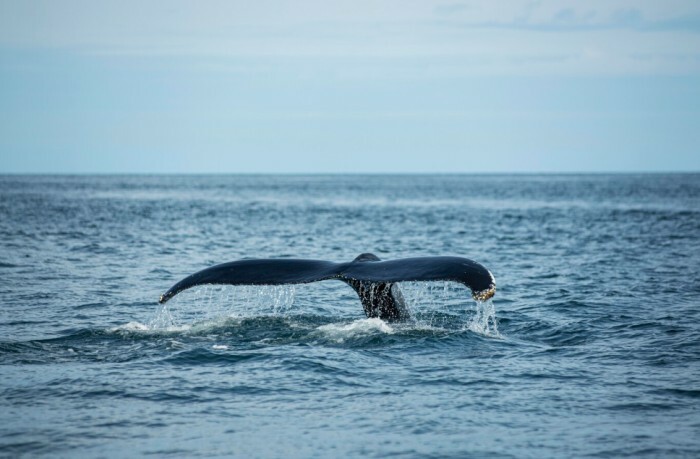 datos-sobre-las-ballenas-jorobadas