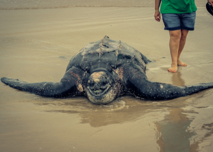 What To Do if You Encounter a Sea Turtle