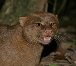 _¿Por qué los jaguarundíes están en peligro de extinción?