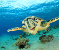 conservación de tortugas marinas